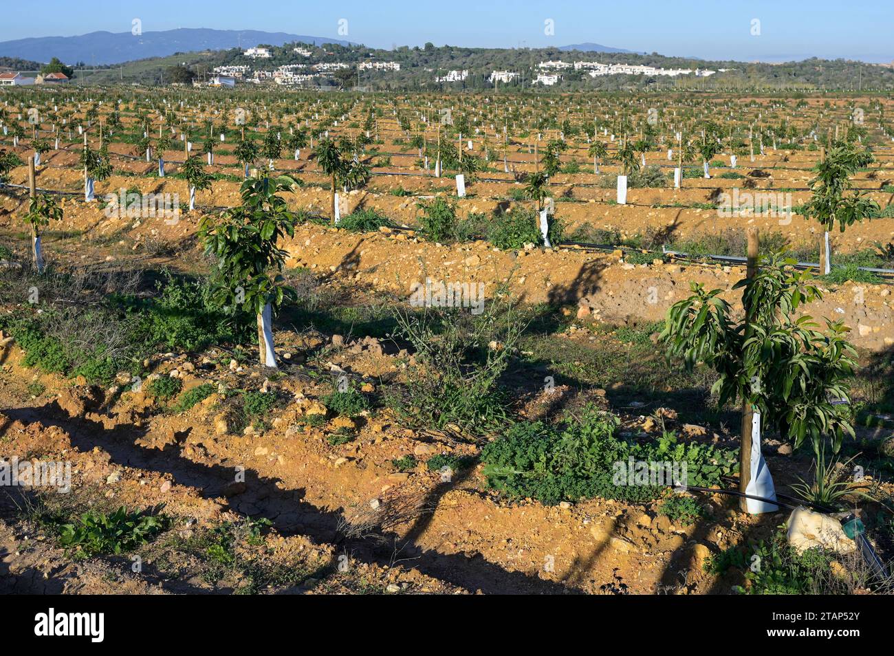 PORTUGAL, Algarve, Lagos, Avocado tree plantation with drip irrigation