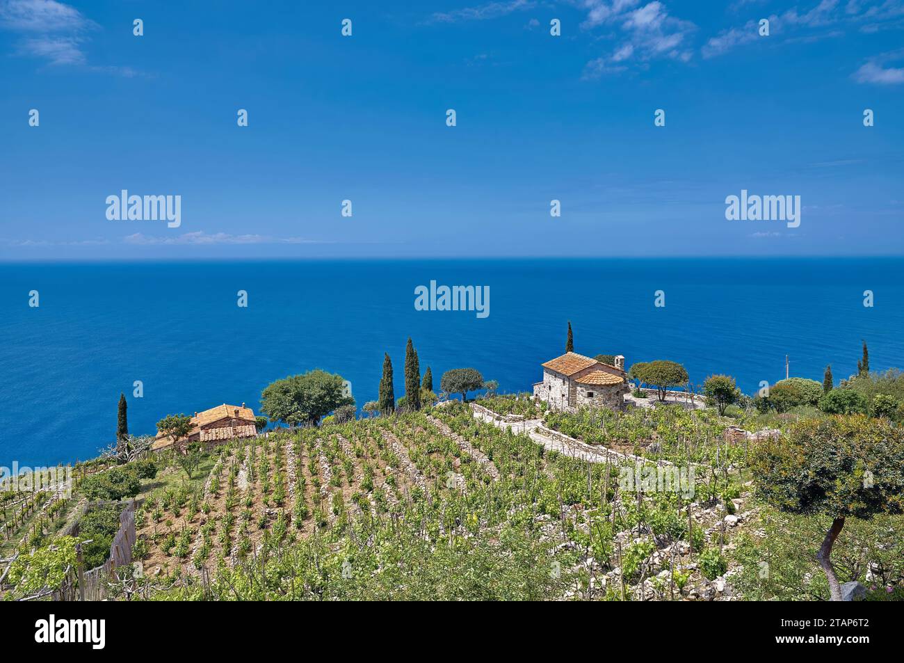 Vineyard Landscape at Coast of Island of Elba,Tuscany,Mediterranean Sea,Italy Stock Photo