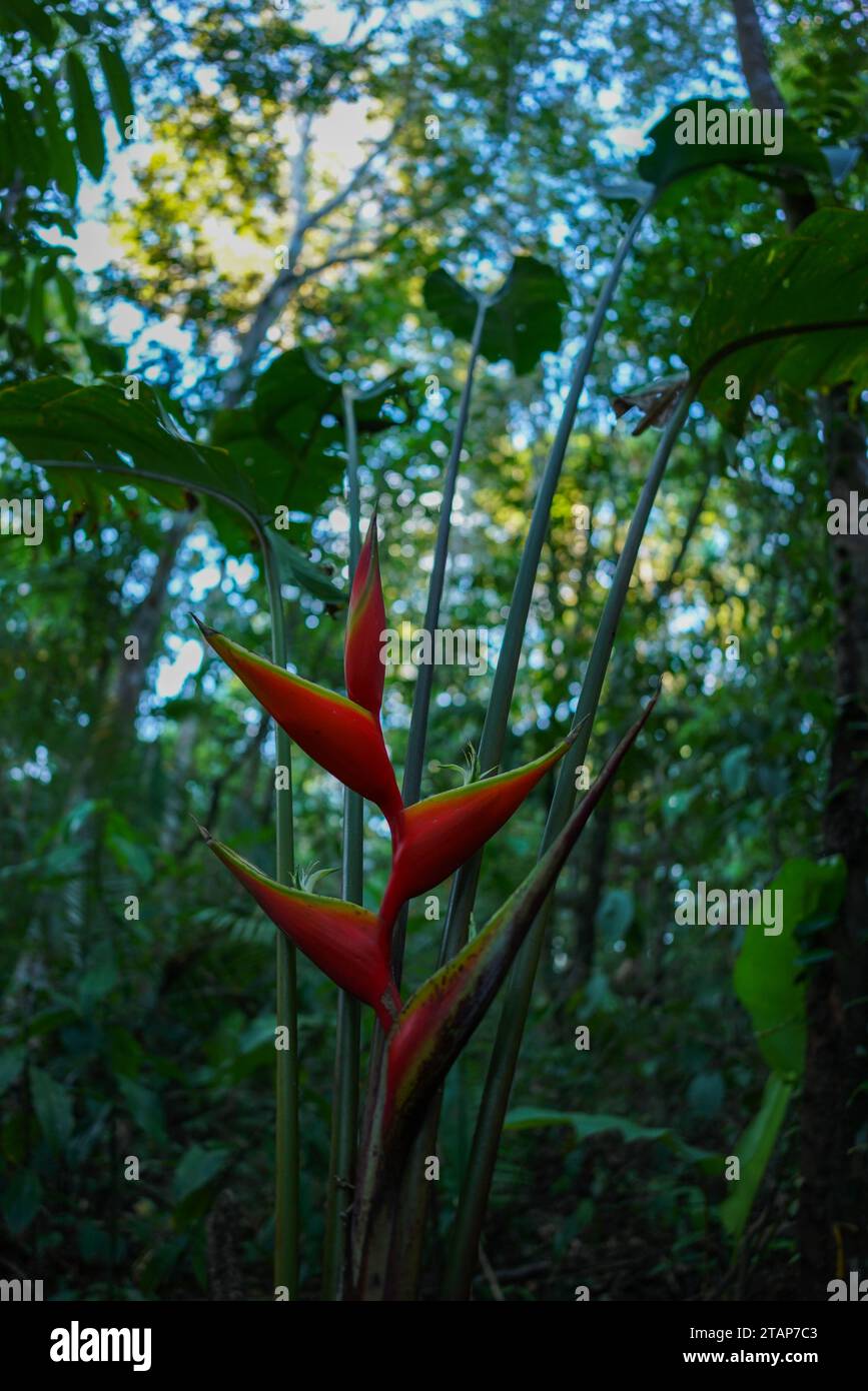 view of the rainforest, with red heliconia flower Stock Photo