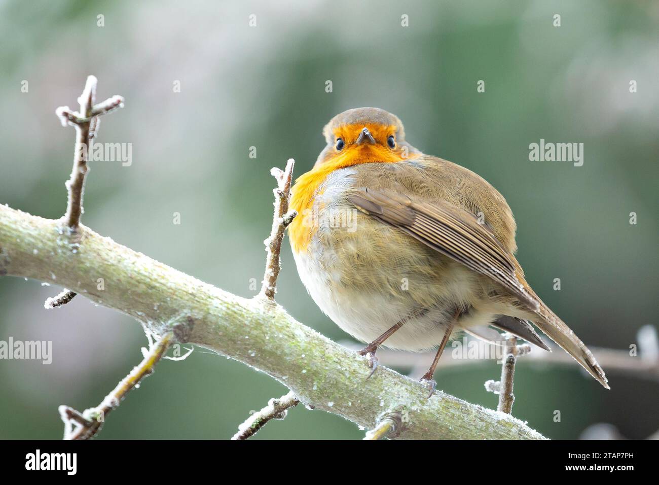 Kidderminster, UK. 2nd December, 2023. UK weather: the local wildlife is just about coping with the harsh, frosty weather today. This little winter robin puffs up his feathers in an attempt to retain some body heat as temperatures remain below freezing. Credit: Lee Hudson/Alamy Live News Stock Photo