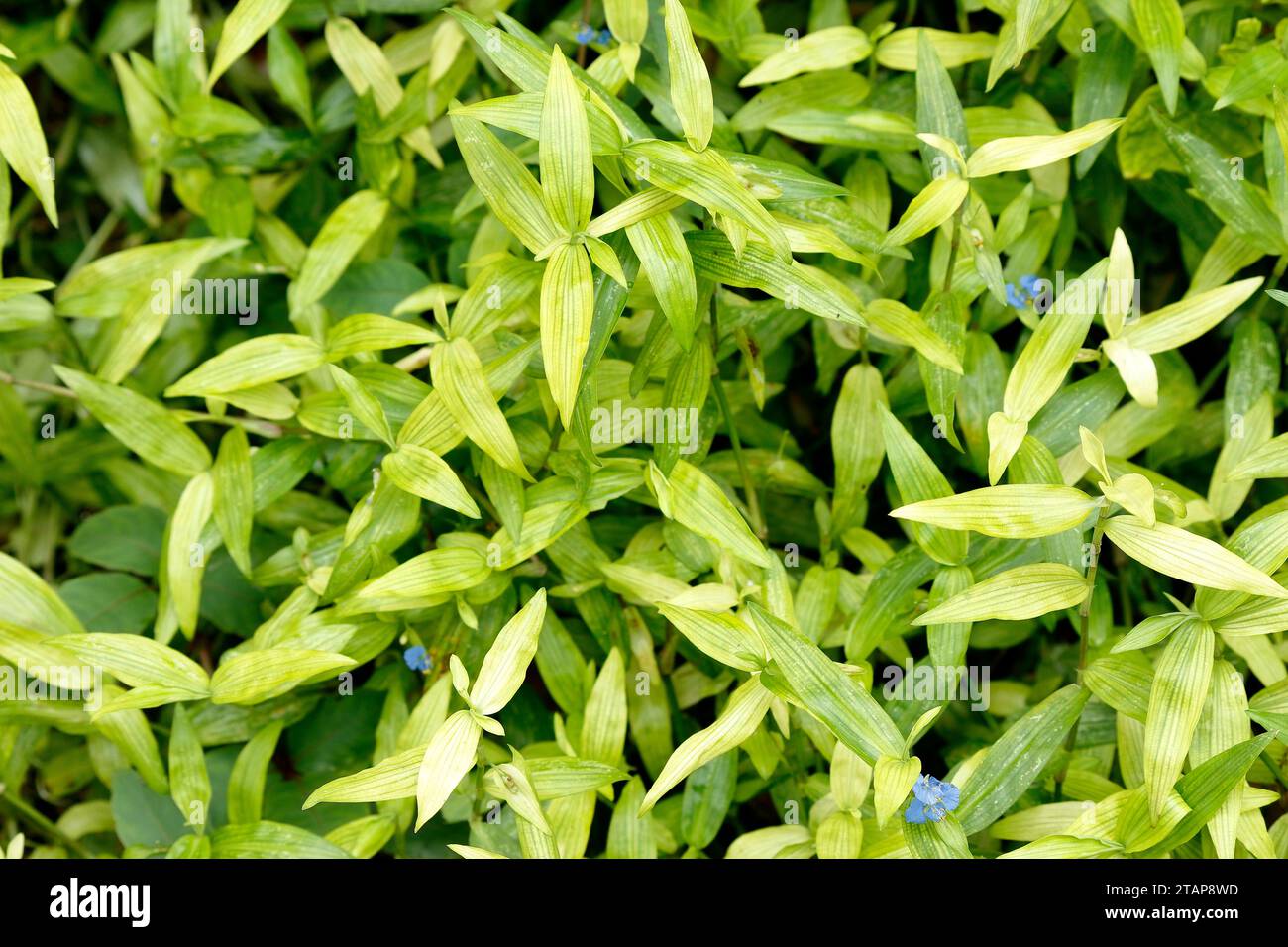 Background photo set Dayflower, green and light green, the Asian