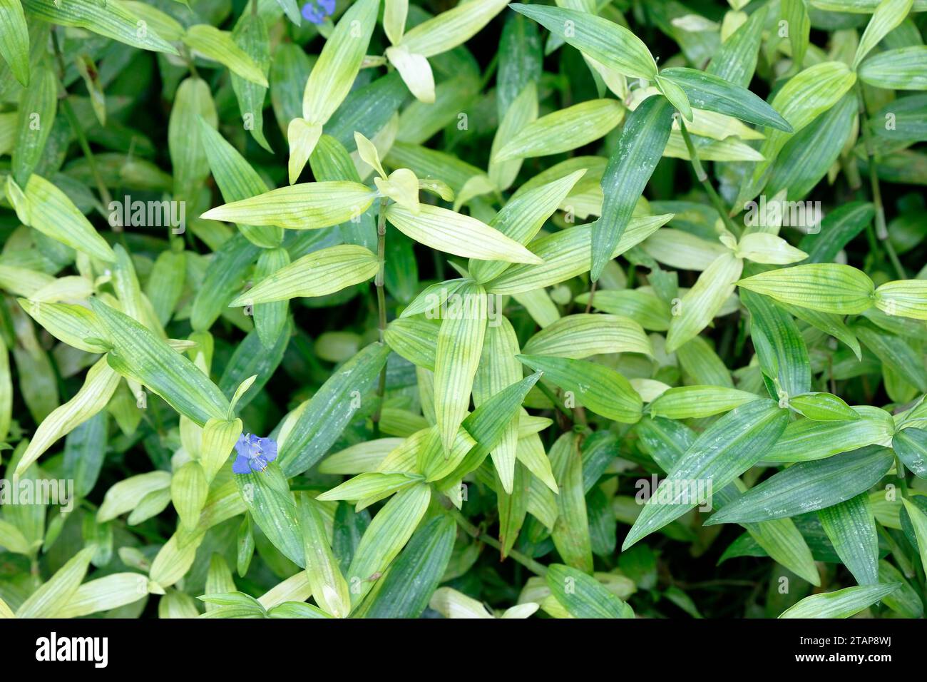 Background photo set Dayflower, green and light green, the Asian dayflower is considered a weed. Stock Photo