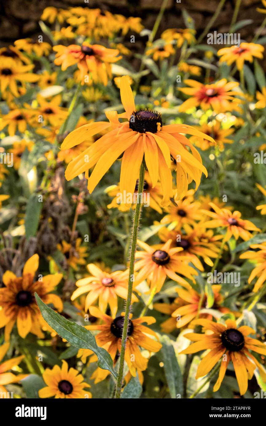 collection of purple, white, red, yellow and multicolor plant growing / fleurs et plantes pourpres, blancs, rouges, jaunes et multicolores Stock Photo