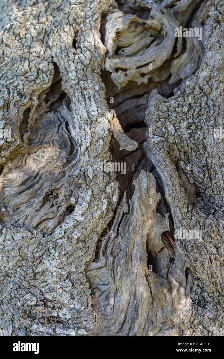 Texture of a trunk an old olive tree Stock Photo