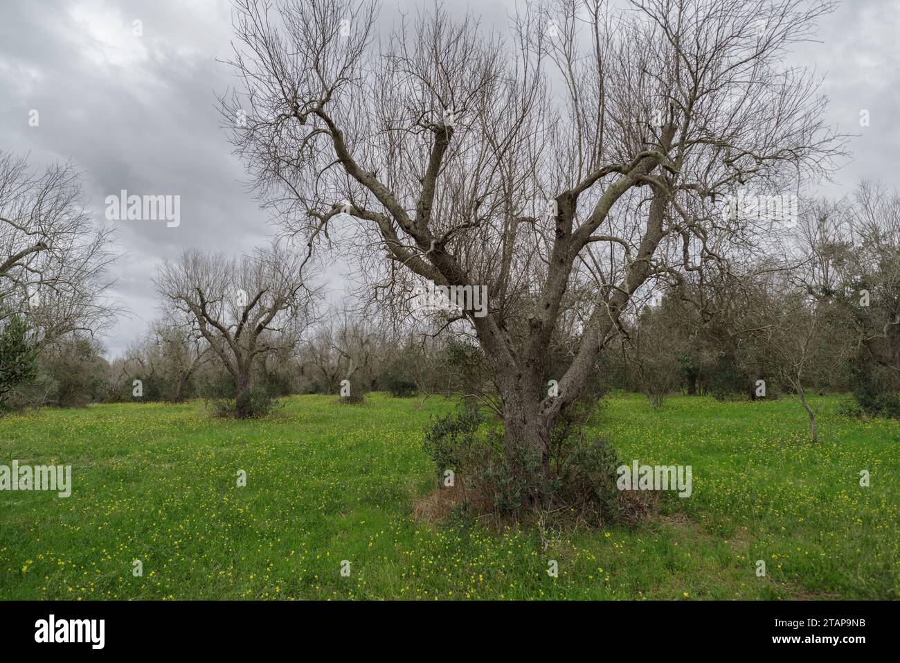 View of olive trees hit by bacteria Xylella fastidiosa in Lecce, Puglia