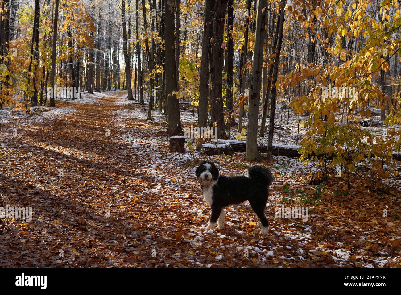 Bernedoodle puppy on walk in an Autumn forest trail with fresh snow and fallen leaves Stock Photo