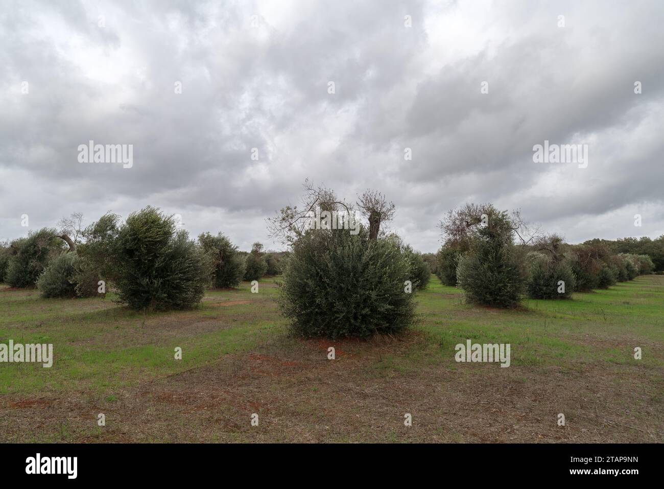 View of olive trees hit by bacteria Xylella fastidiosa in Lecce, Puglia region, Italy Stock Photo
