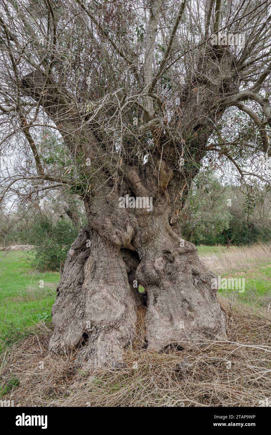 Centuries old olive tree hit by bacteria Xylella fastidiosa in Lecce, Puglia region, Italy Stock Photo