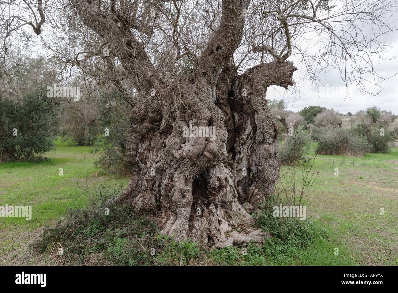 Centuries old olive tree, (oldest of Italy, estimated age of 3000 years