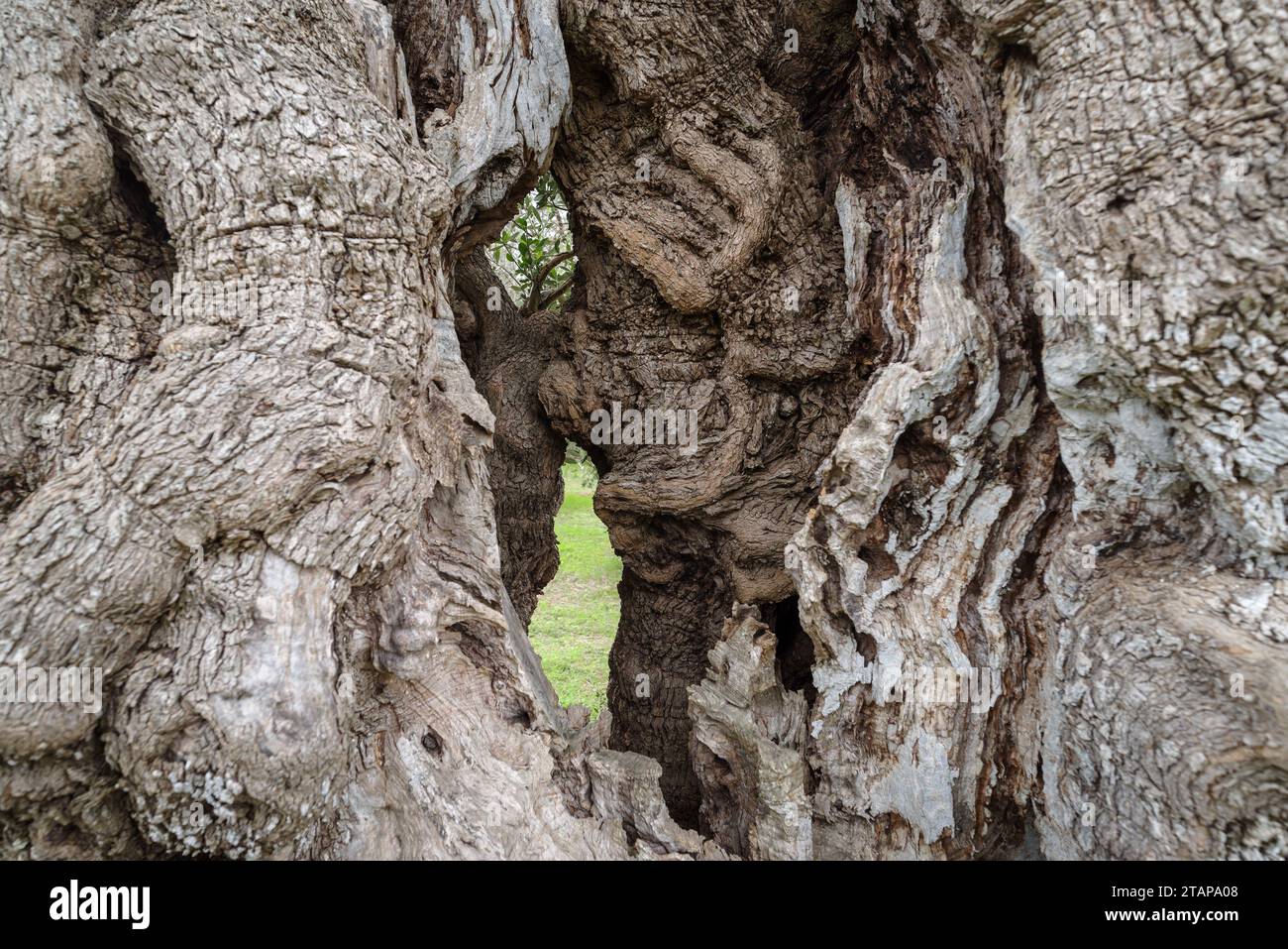 Texture of a trunk an old olive tree Stock Photo