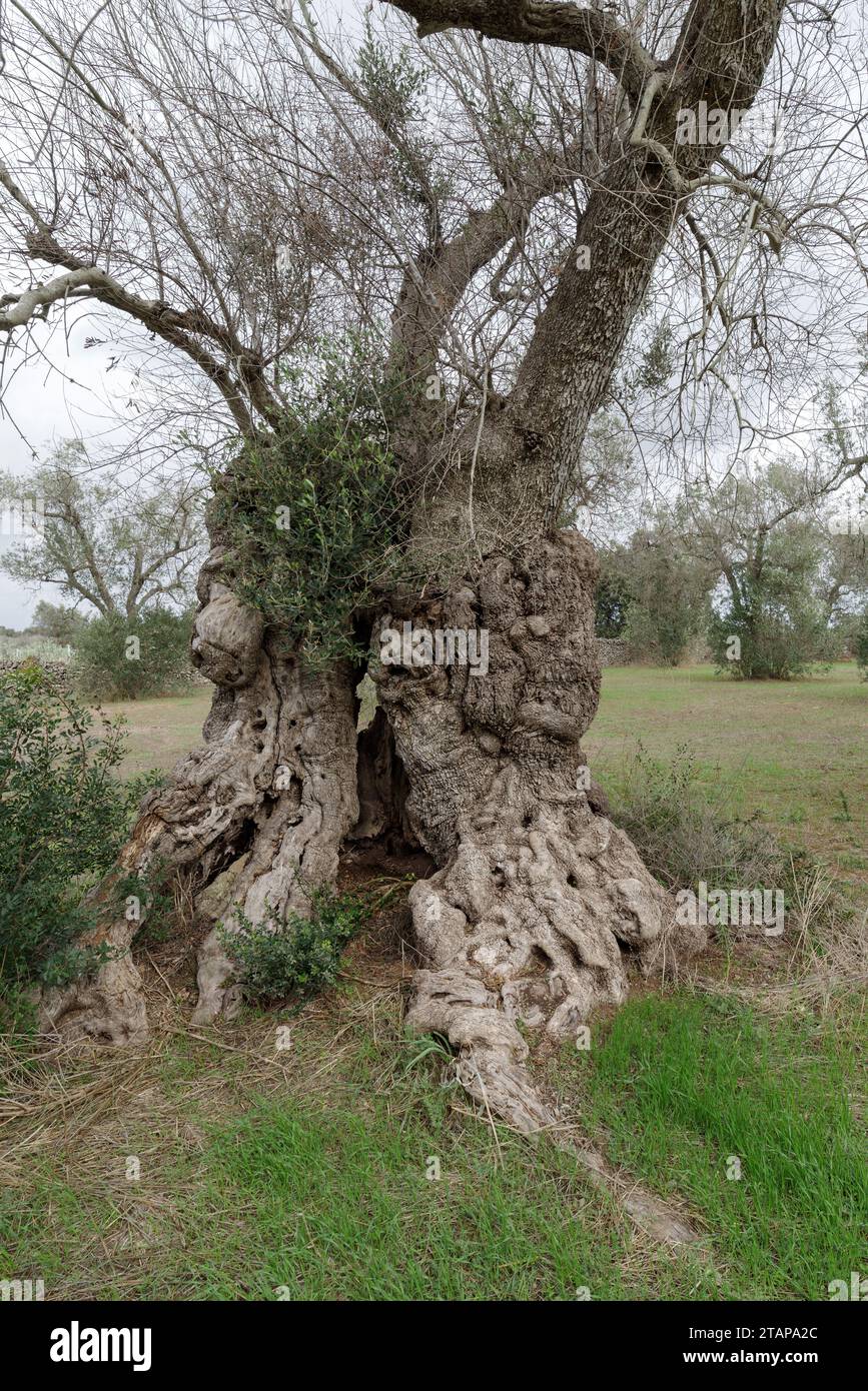 Centuries old olive tree, (oldest of Italy, estimated age of 3000 years
