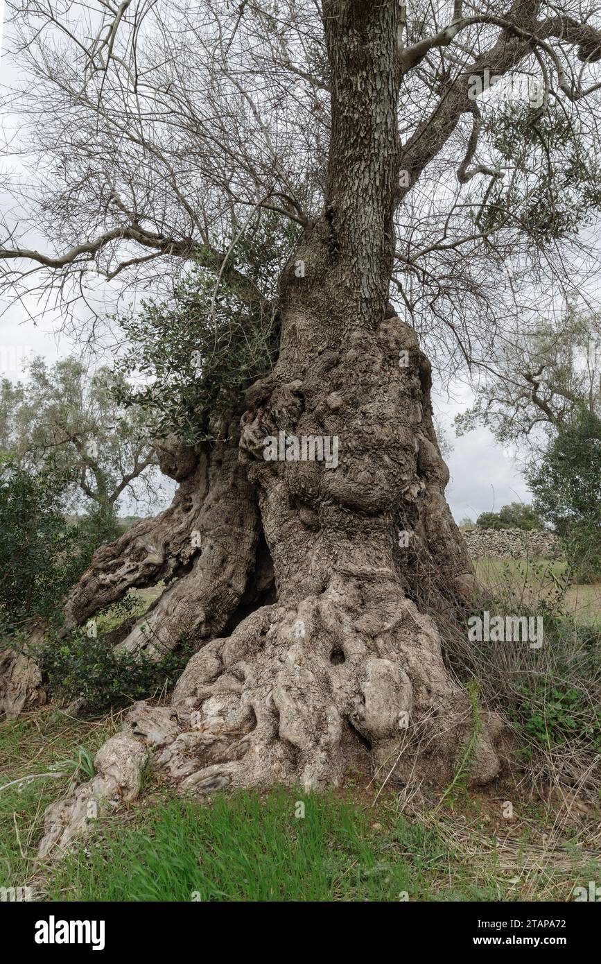 Centuries old olive tree, (oldest of Italy, estimated age of 3000 years), hit by bacteria Xylella fastidiosa, Borgagne, Salento, Puglia region, Italy Stock Photo