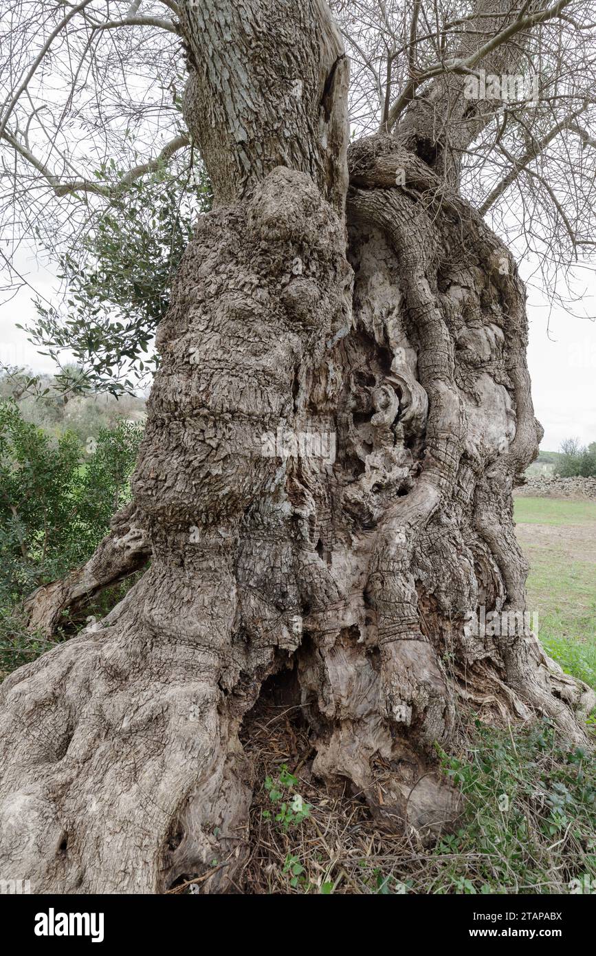 Close-up of the trunk of an ancient olive tree, estimated age of 3000 years, Puglia, Salento, Italy Stock Photo