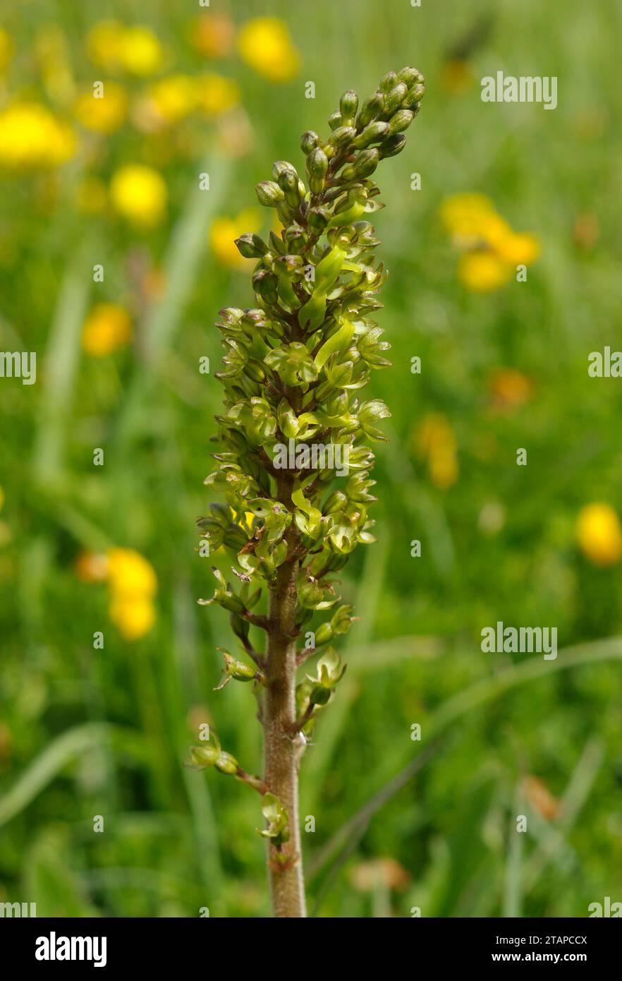 Neottia ovata 'Common Twayblade' Stock Photo