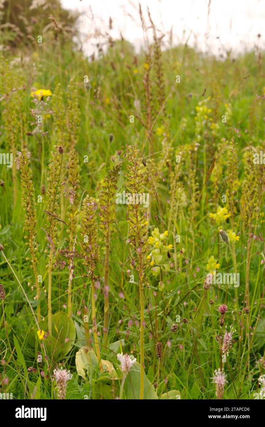 Neottia ovata 'Common Twayblade' Stock Photo