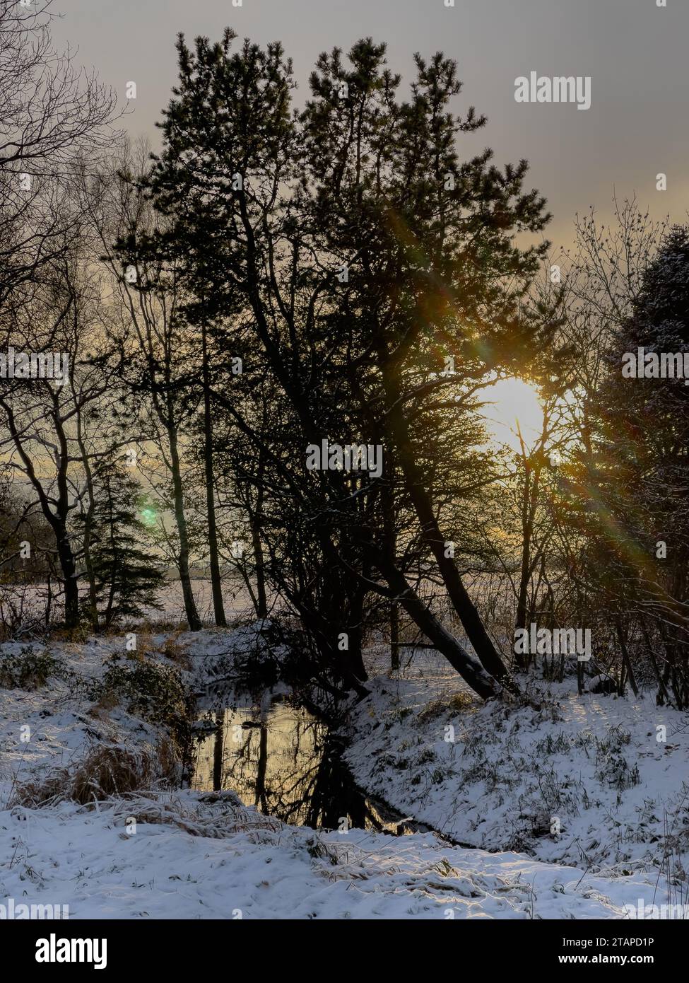 The afternoon sun shines through a stand of trees on the snowy banks of a small creek reflecting golden in the water's surface Stock Photo