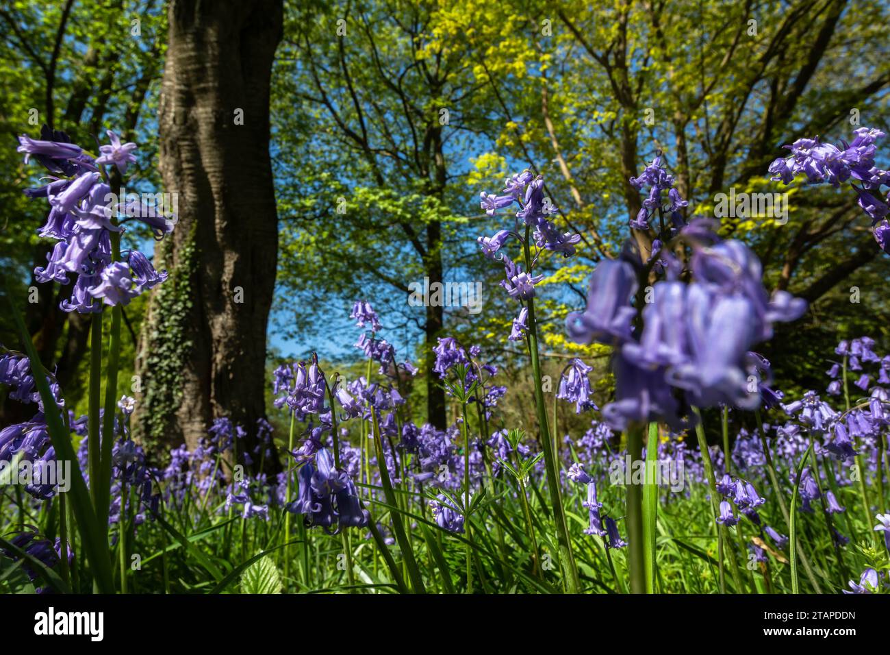 Bluebells Hyacinthoides non-scripta, flowering in woodland, North Yorkshire, May Stock Photo