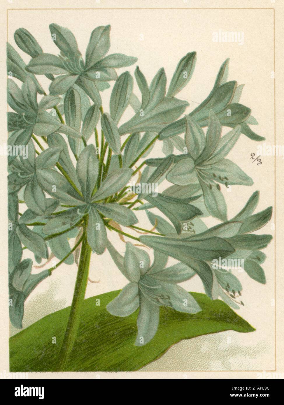 lily of the Nile Agapanthus africanus,  (garden book, 1896), Afrikanische Schmucklilie Stock Photo