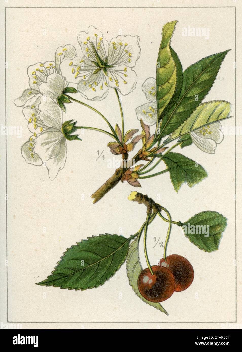 bird cherry Prunus avium,  (garden book, 1896), Vogel-Kirsche Stock Photo