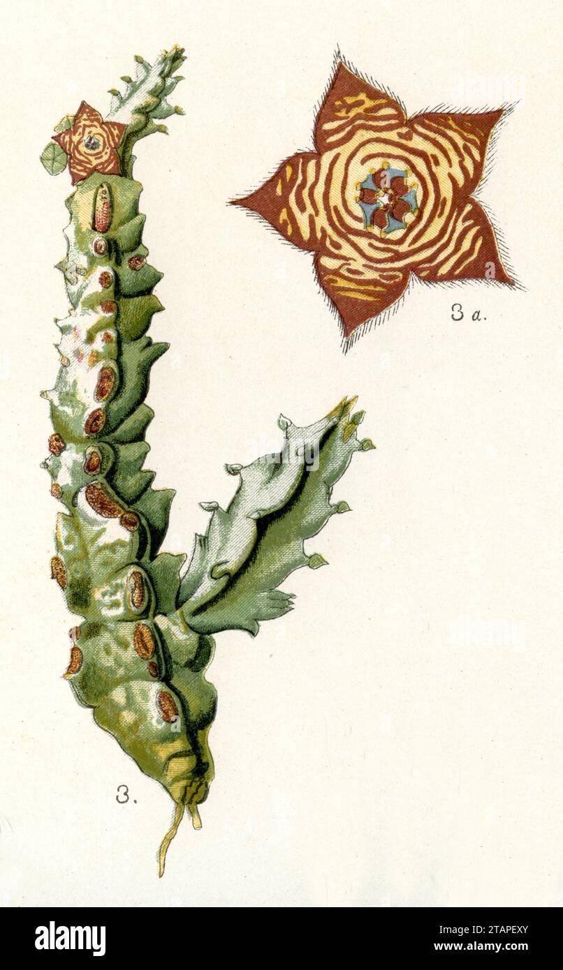 carrion-flower Orbea variegata,  (biology book, 1884), Aasblume Stock Photo