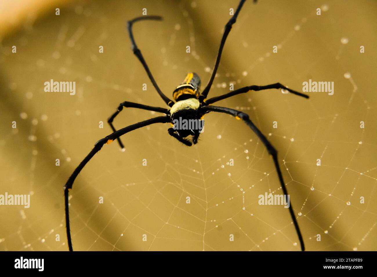 Large female golden silk orb spider and her web. Stock Photo