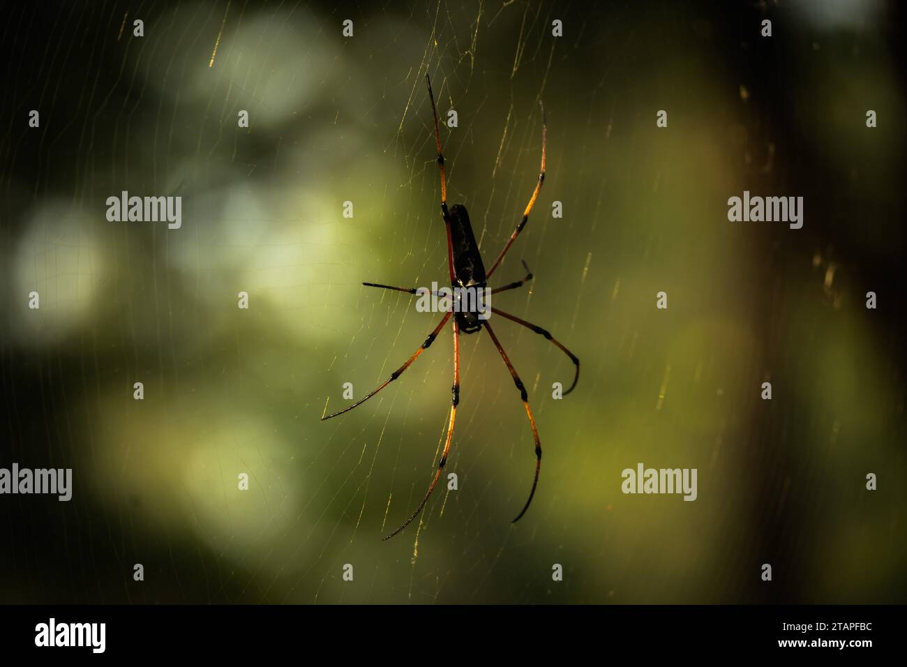 Golden Silk Orb Weaver Spider or Banana Spider or Giant Wood Spider