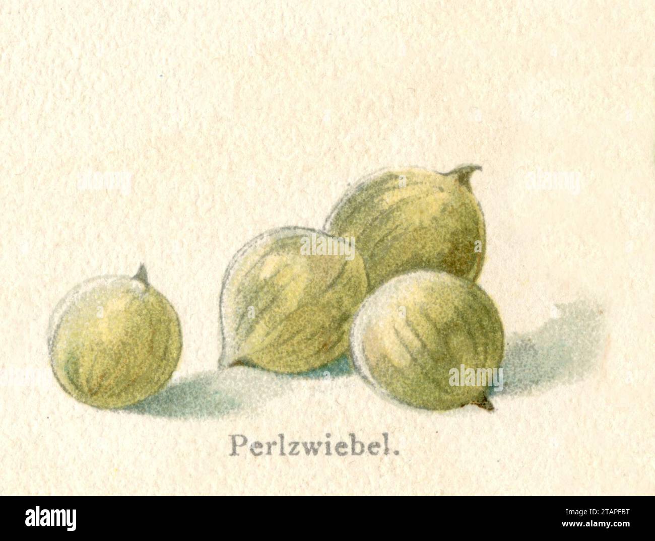 broadleaf wild leek, pearl onions Allium ampeloprasum,  (agricultural book, 1902), Acker-Lauch, Perlzwiebeln Stock Photo