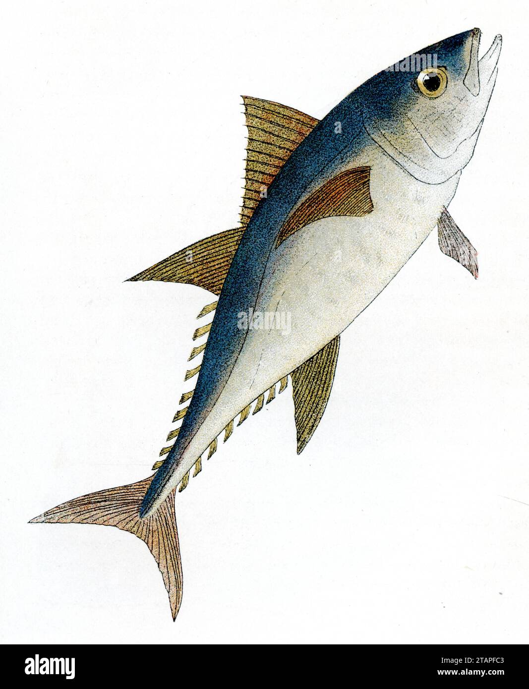 Atlantic bluefin tuna Thunnus thynnus,  (zoology book, 1909), Roter Thunfisch Stock Photo