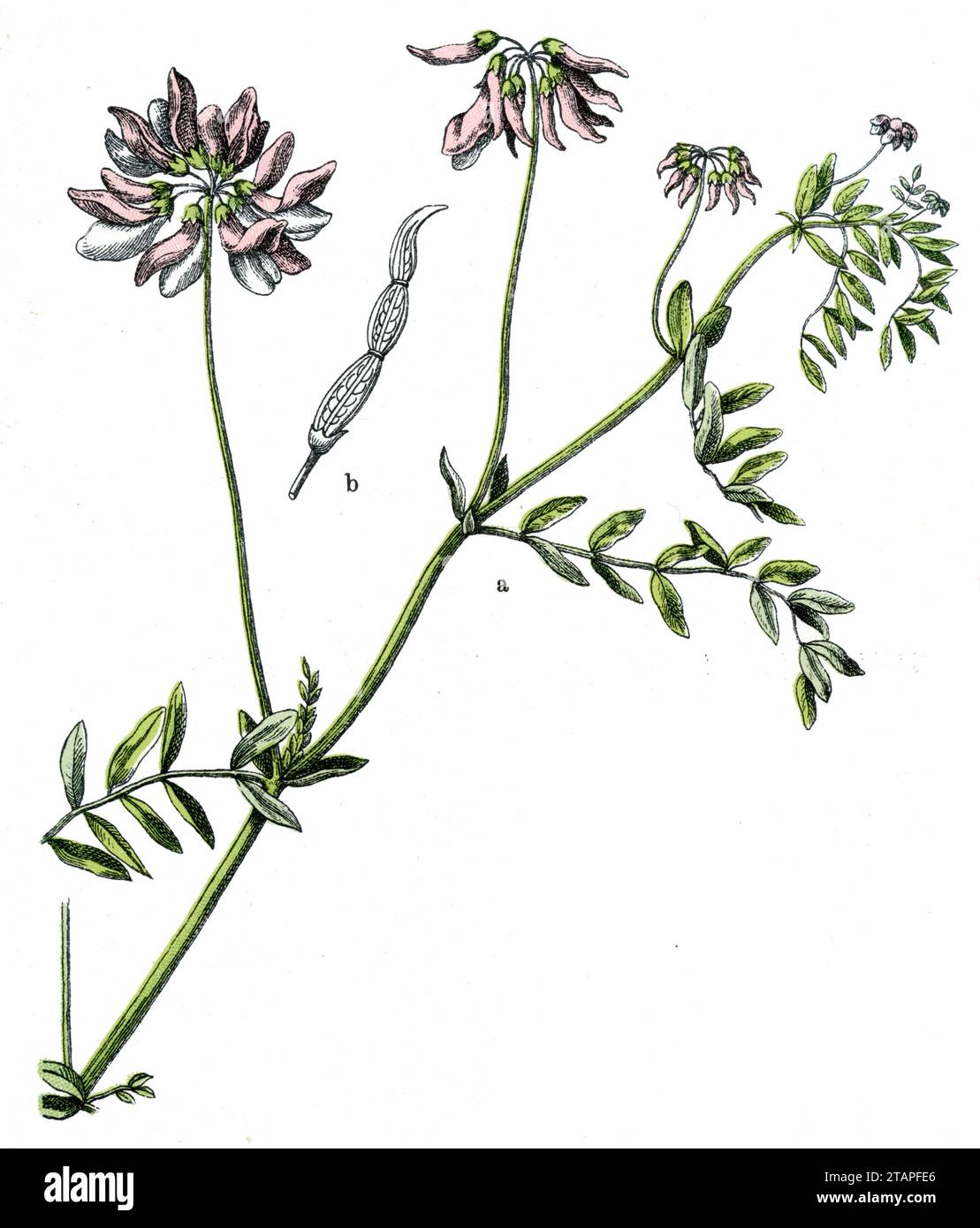 Crownvetch Securigera varia,  (botany book, 1909), Bunte Kronwicke Stock Photo