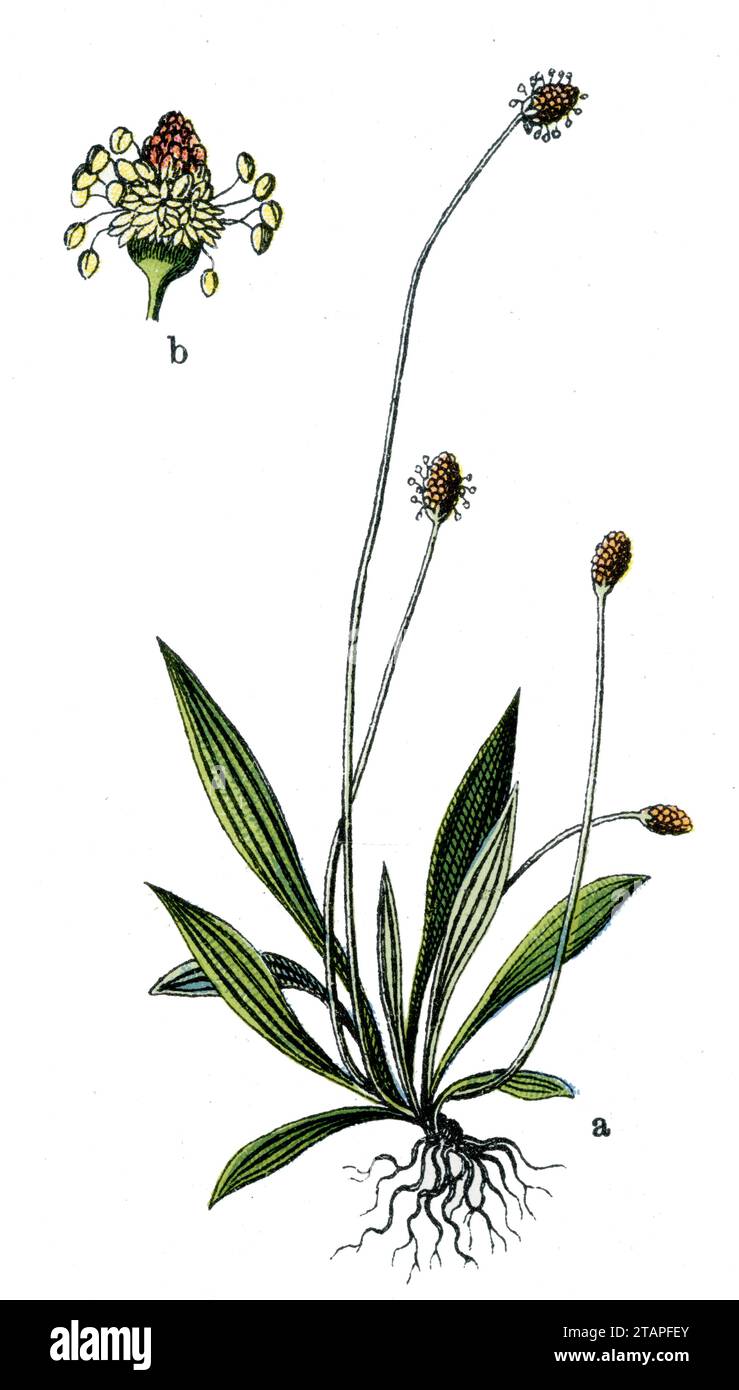 ribwort plantain, narrowleaf plantain, English plantain, ribleaf and lamb's tongue Plantago lanceolata,  (botany book, 1909), Spitzwegerich Stock Photo
