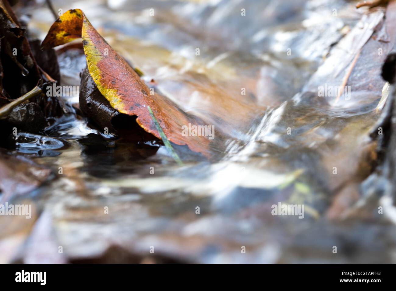 Ein braunes Laubblatt im Wasser eines Baches Stock Photo