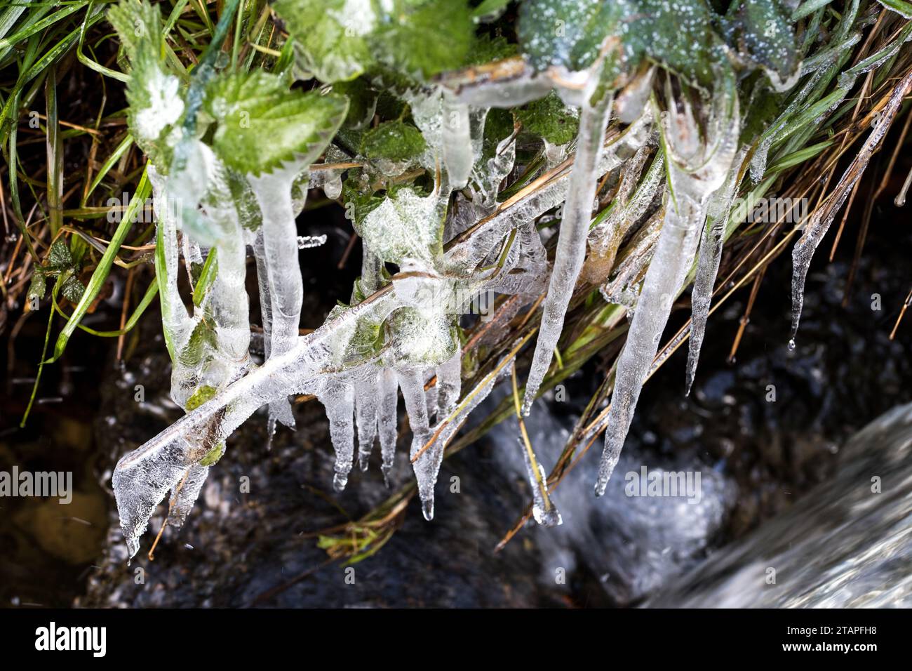Wasser, Eis, gefrorenes auf einen Strauch am Bach im Winter Stock Photo