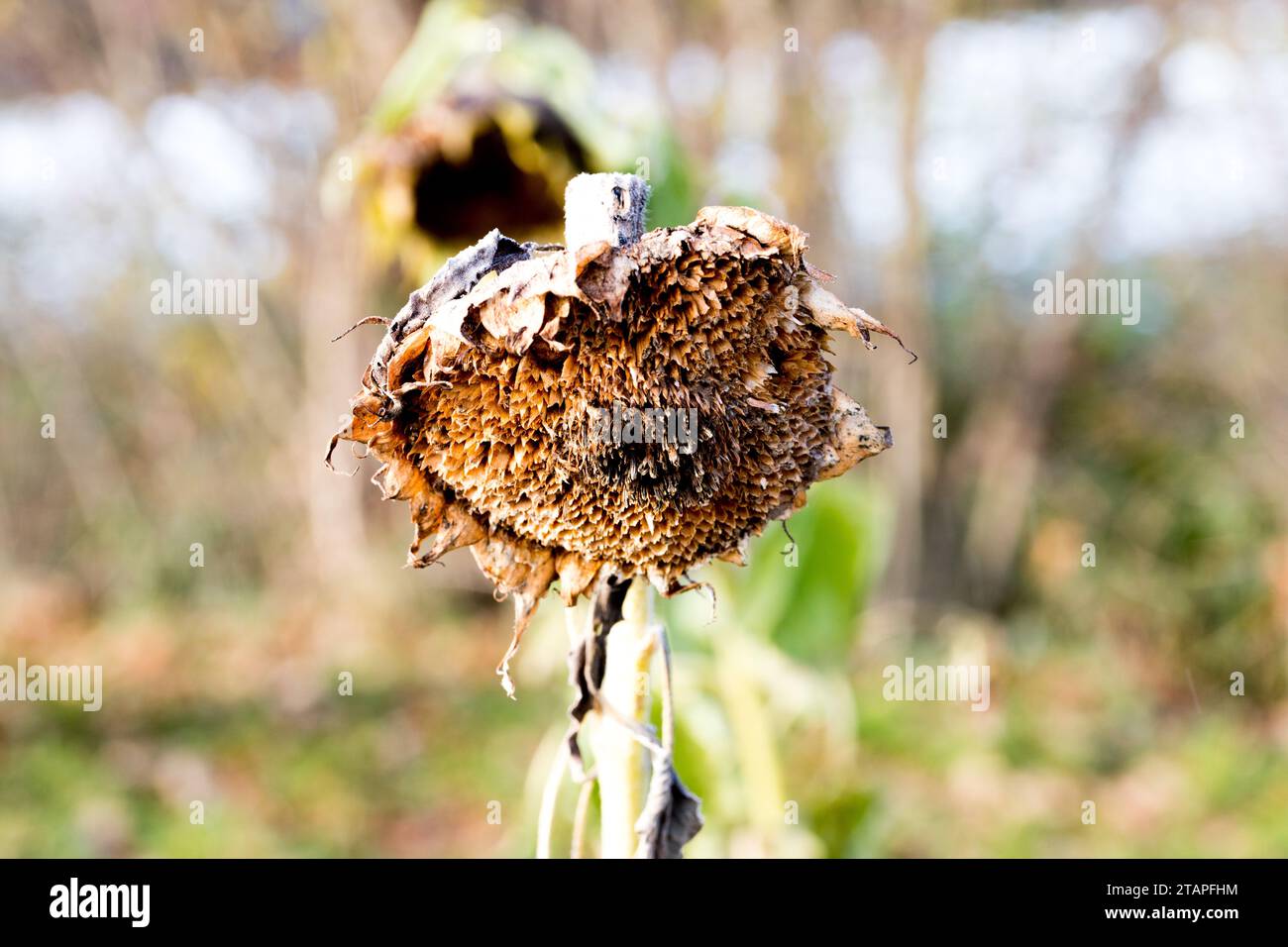 Große vertrocknete Sonnenblume im Winter Stock Photo