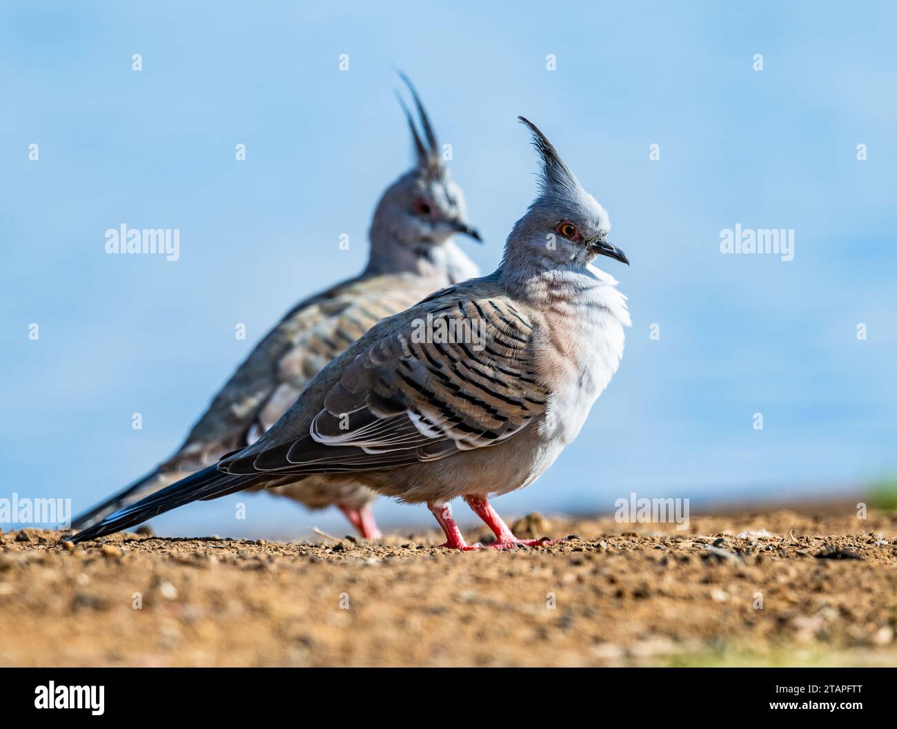 Two Crested Pigeons (Ocyphaps lophotes) in the wild. New South Wales, Australia. Stock Photo