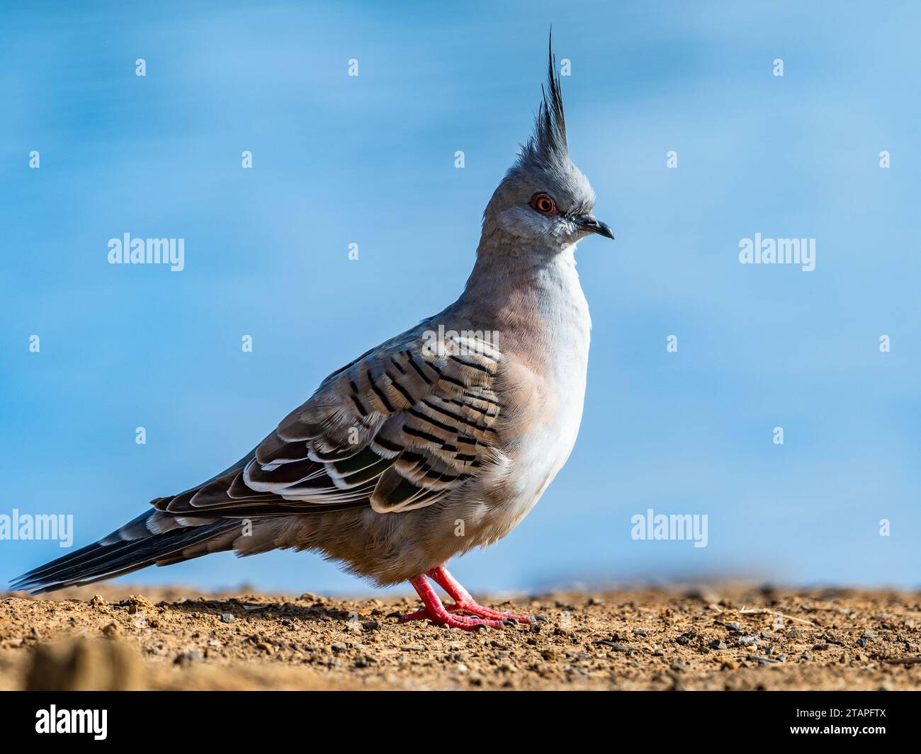 A Crested Pigeon (Ocyphaps lophotes) in the wild. New South Wales, Australia. Stock Photo