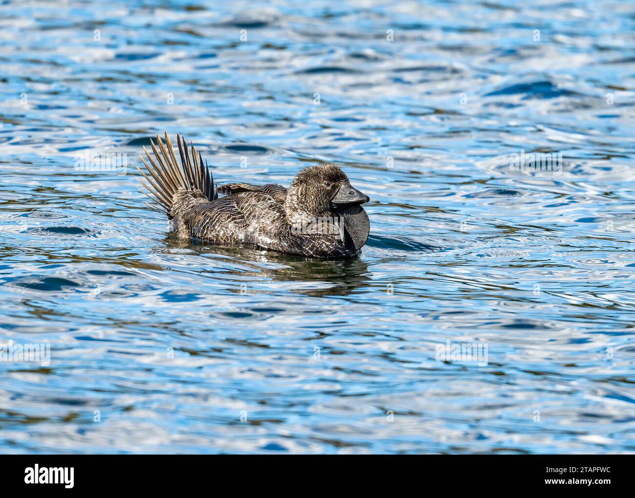 A male Musk Duck (Biziura lobata) with a strange skin lobe, swimming in a lake. New South Wales, Australia. Stock Photo