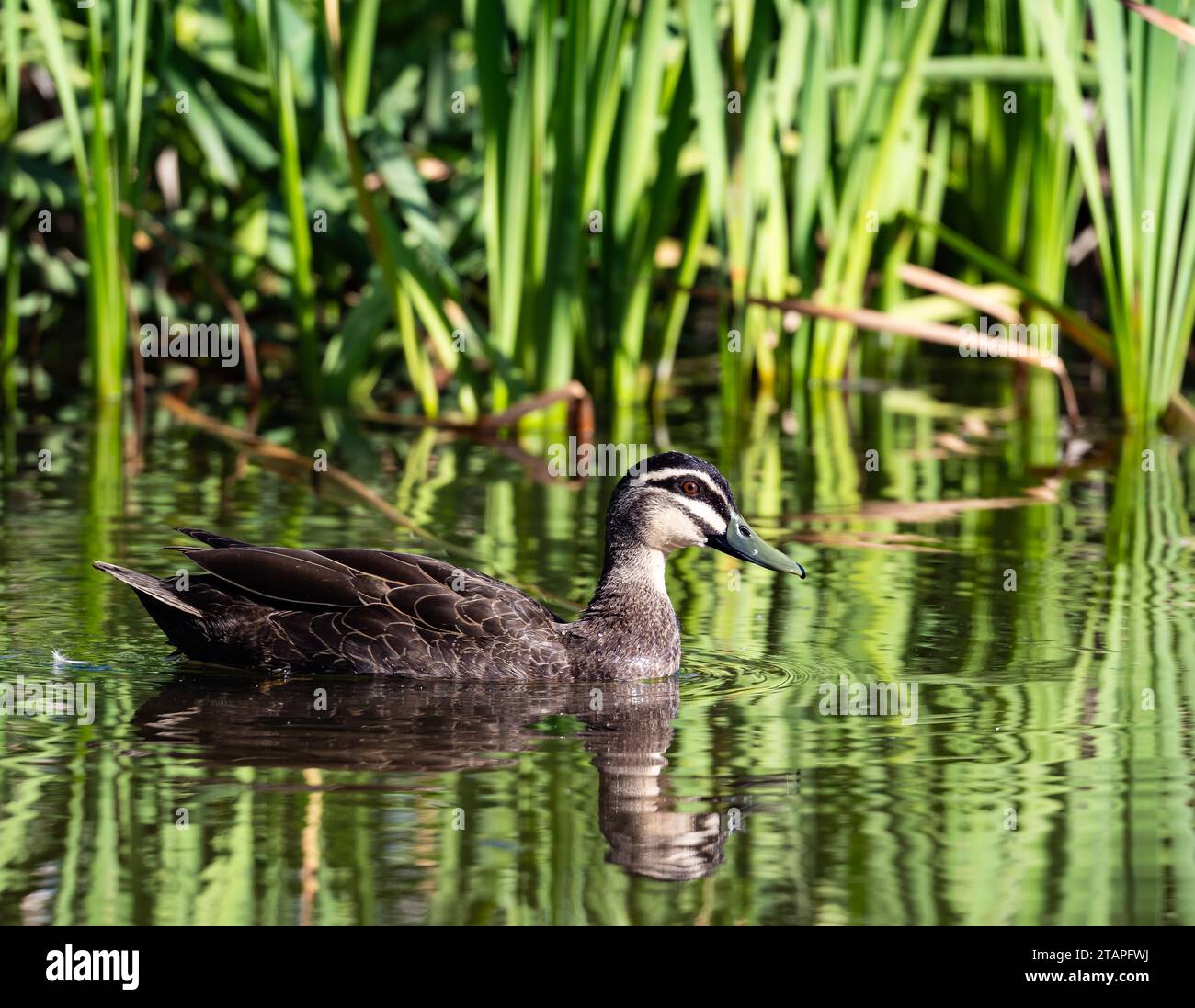 A Pacific Black Duck (Anas superciliosa) swimming in a reed swamp. New South Wales, Australia