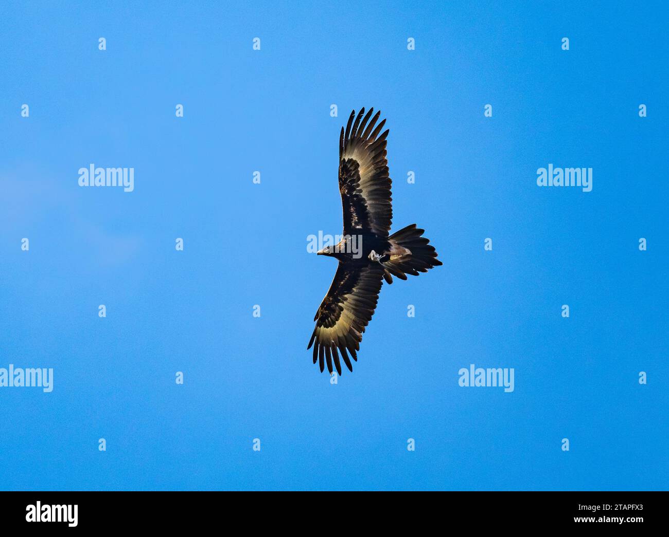 A Wedge-tailed Eagle (Aquila audax) soaring in blue sky. New South Wales, Australia. Stock Photo