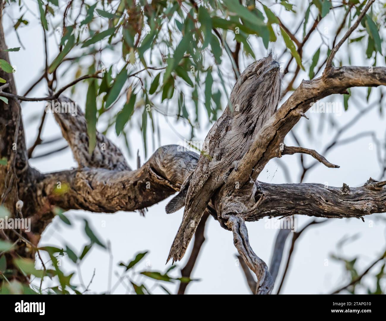 Two Tawny Frogmouths (Podargus strigoides) camouflaged on a tree. New South Wales, Australia. Stock Photo