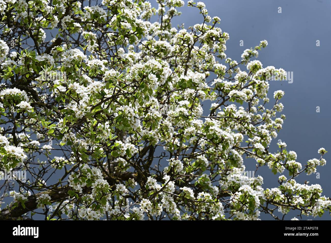 Bad weather in spring hi-res stock photography and images - Alamy