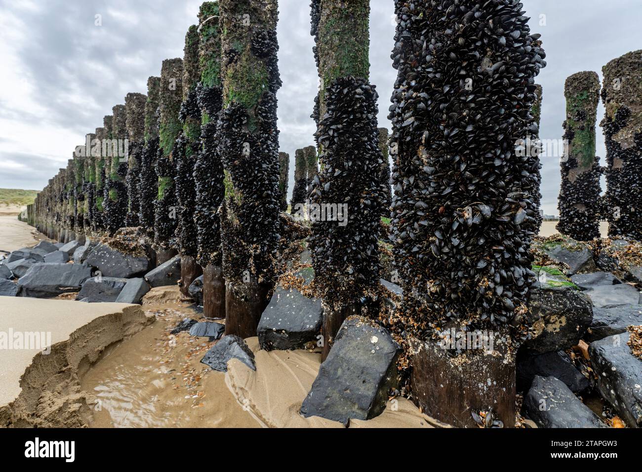 mussels on a wooden groyne on the beach in Vlissingen, Zeeland, Netherlands Stock Photo