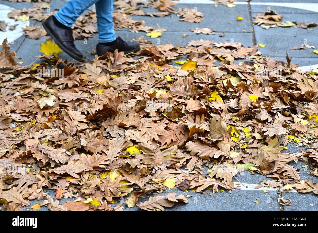 Strolling through leaves hi-res stock photography and images - Alamy