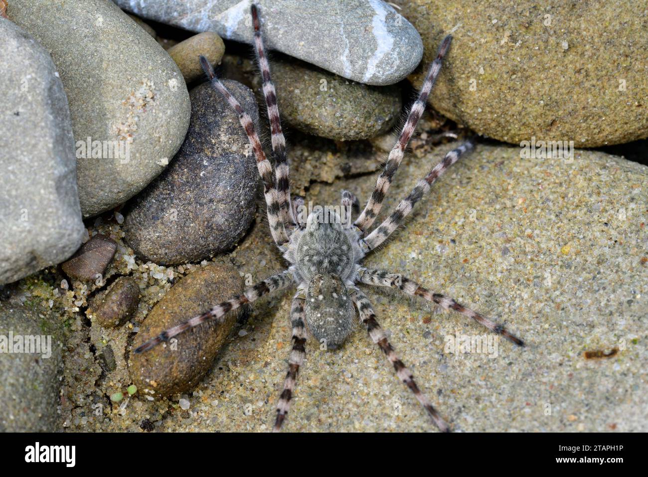 Wolf Spider lycosa hunting between stones near the river Stock Photo