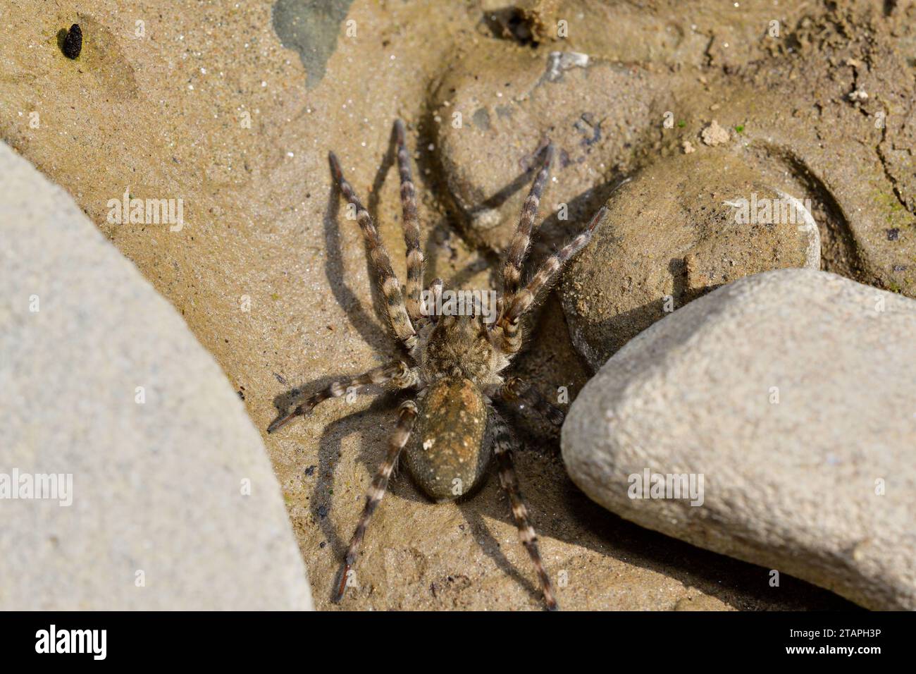 Macro photo of spider lycosa on the river stone Stock Photo