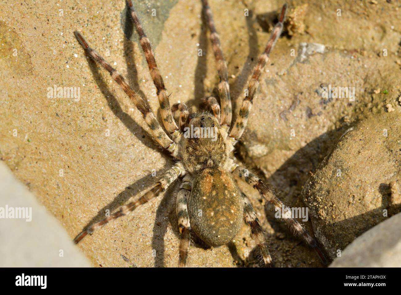 Macro photo of spider lycosa on the river stone Stock Photo