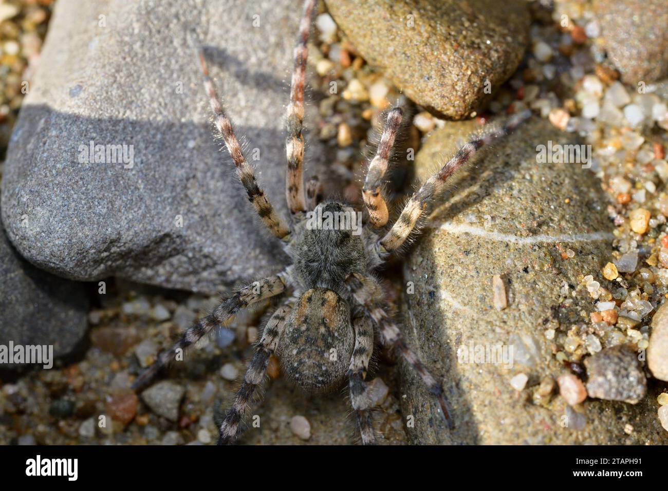 Spider lycosa hunting on the stone near the river Stock Photo