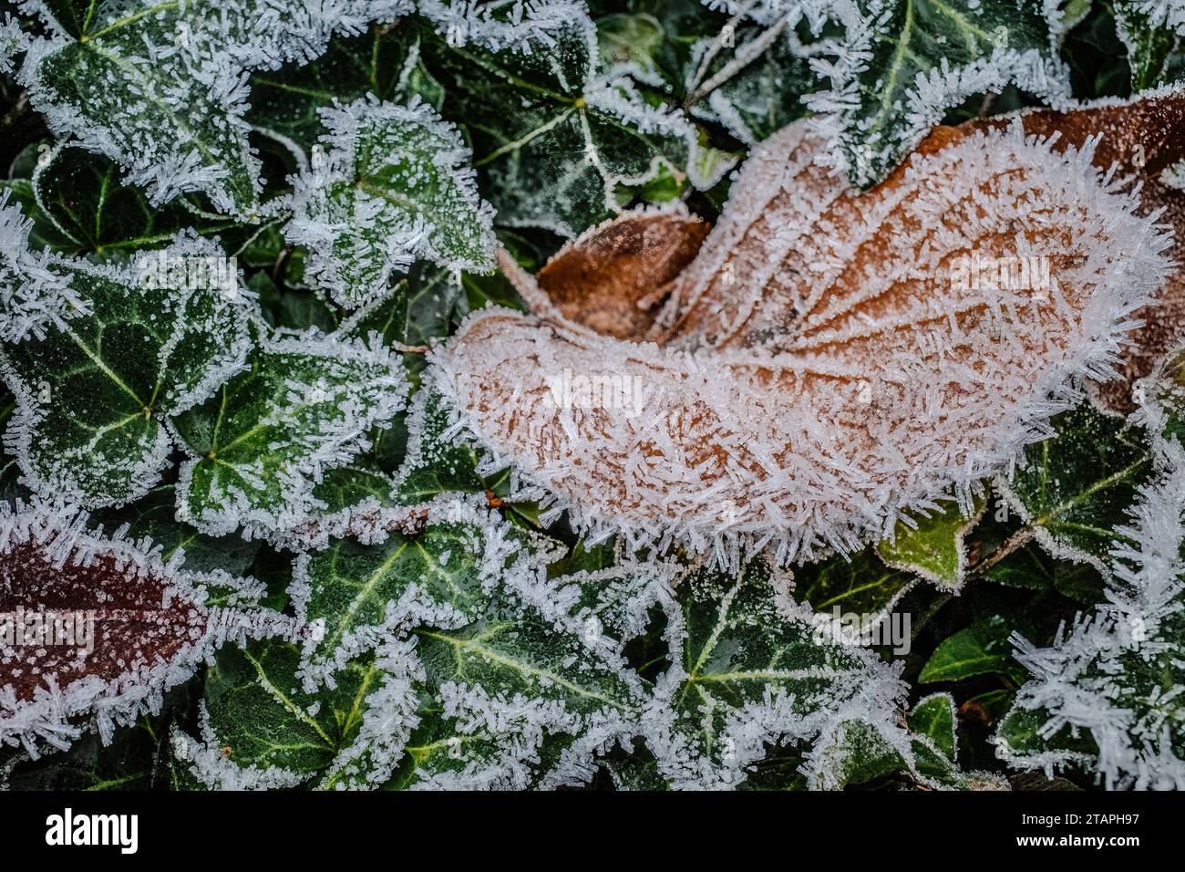 Ice crystals on a single brown Winter leaf. Outdoor. Colourful background of green Winter leaves. Perfect for seasonal use. Space for text. Stock Photo