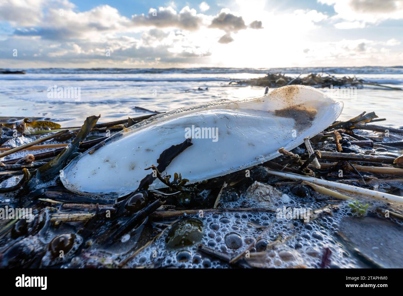 cuttlebone on the beach of Vlissingen, Netherlands Stock Photo