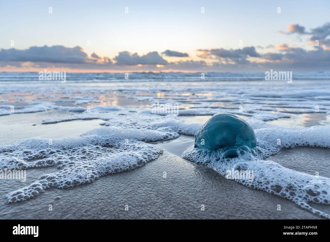 dead blue cabbage bleb (Rhizostoma octopus) stranded on the beach Stock Photo