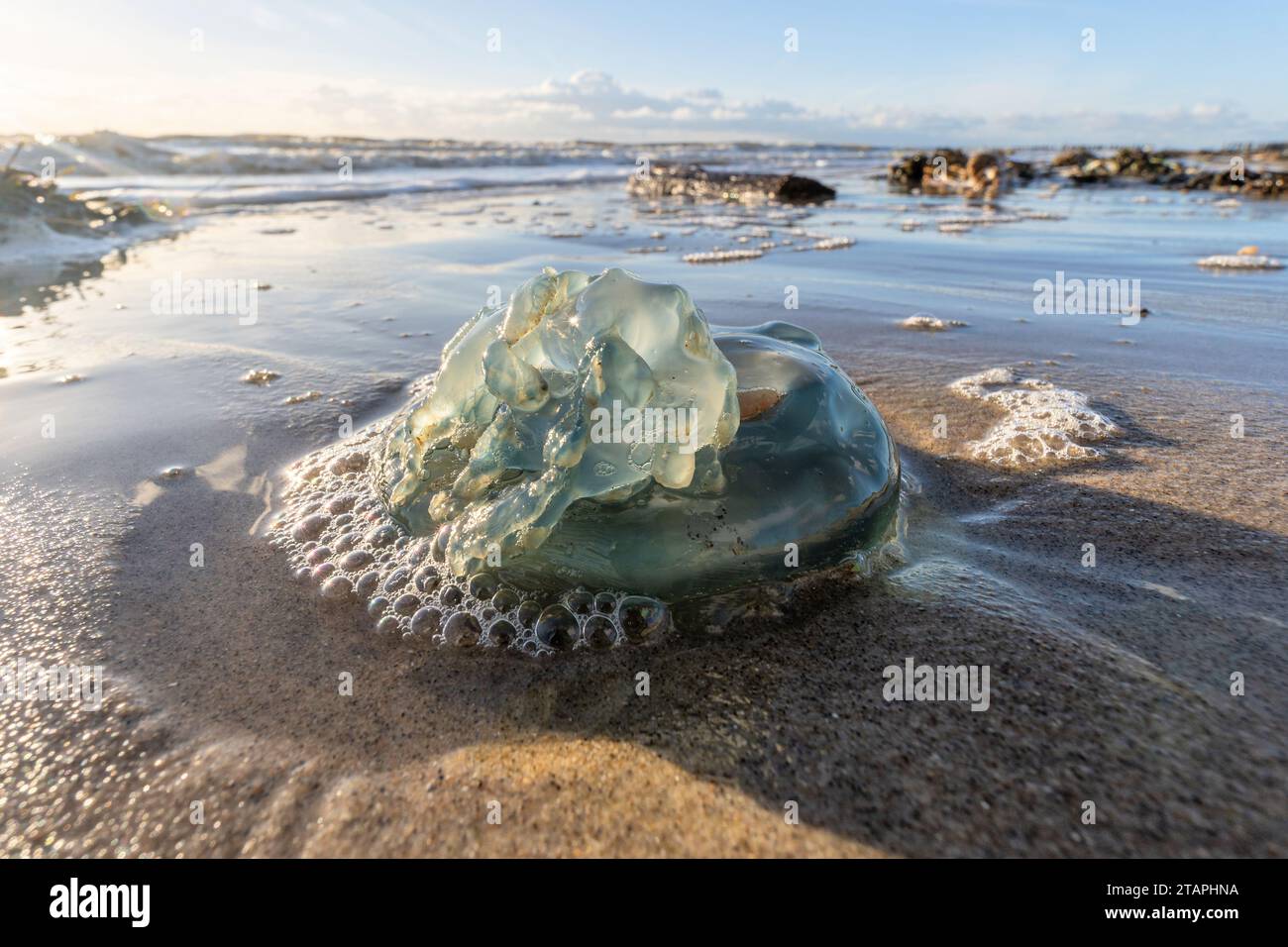 dead blue cabbage bleb (Rhizostoma octopus) stranded on the beach Stock Photo